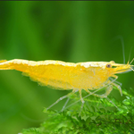 Live Freshwater Aquarium Best Quality Golden Back Yellow Stripe Shrimp 10/$30, 20/$50 (Neocaridina sp.)(FS-019)