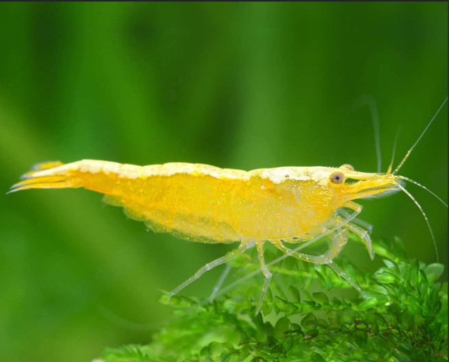 Live Freshwater Aquarium Best Quality Golden Back Yellow Stripe Shrimp 10/$30, 20/$50 (Neocaridina sp.)(FS-019)