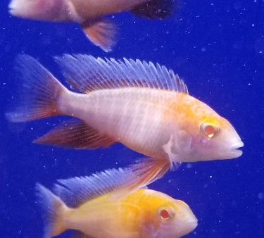 Live Fish African Cichlid Albino Eureka Red Jacob Peacock Cichlid (Aulonocara Jacobfreibergi "Albino")(CHD-169)