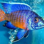 Live Fish African Cichlid Ngara Flame Tail Peacock (Aulonocara Stuartgranti Ngara) (CHD-123) U028