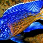 Live Fish African Cichlid Ngara Flame Tail Peacock (Aulonocara Stuartgranti Ngara) (CHD-123) U028