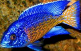 Live Fish African Cichlid Ngara Flame Tail Peacock (Aulonocara Stuartgranti Ngara) (CHD-123) U028