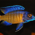 Live Fish African Cichlid Ngara Flame Tail Peacock (Aulonocara Stuartgranti Ngara) (CHD-123) U028
