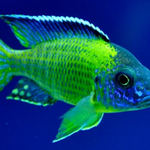 Live African Cichlid Blue Neon Peacock (Aulonocara sp.) (CHD-126) U032
