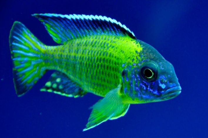 Live African Cichlid Blue Neon Peacock (Aulonocara sp.) (CHD-126) U032