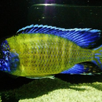 Live African Cichlid Blue Neon Peacock (Aulonocara sp.) (CHD-126) U032