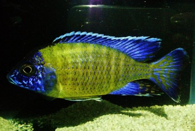 Live African Cichlid Blue Neon Peacock (Aulonocara sp.) (CHD-126) U032