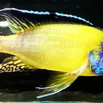 Live African Cichlid Blue Neon Peacock (Aulonocara sp.) (CHD-126) U032