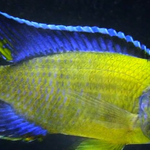 Live African Cichlid Blue Neon Peacock (Aulonocara sp.) (CHD-126) U032