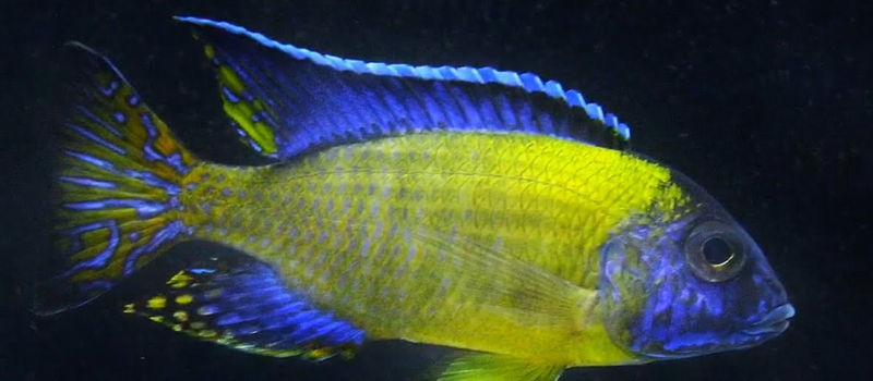 Live African Cichlid Blue Neon Peacock (Aulonocara sp.) (CHD-126) U032