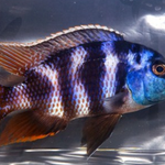 Live Fish African Cichlid Milimo Hap VC-10 (PLACIDOCHROMIS MILOMO) (CHD-138) U042
