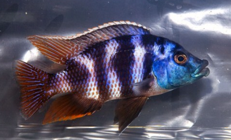 Live Fish African Cichlid Milimo Hap VC-10 (PLACIDOCHROMIS MILOMO) (CHD-138) U042
