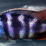 Live Fish African Cichlid Milimo Hap VC-10 (PLACIDOCHROMIS MILOMO) (CHD-138) U042