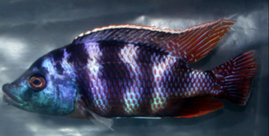 Live Fish African Cichlid Milimo Hap VC-10 (PLACIDOCHROMIS MILOMO) (CHD-138) U042