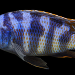 Live Fish African Cichlid Milimo Hap VC-10 (PLACIDOCHROMIS MILOMO) (CHD-138) U042