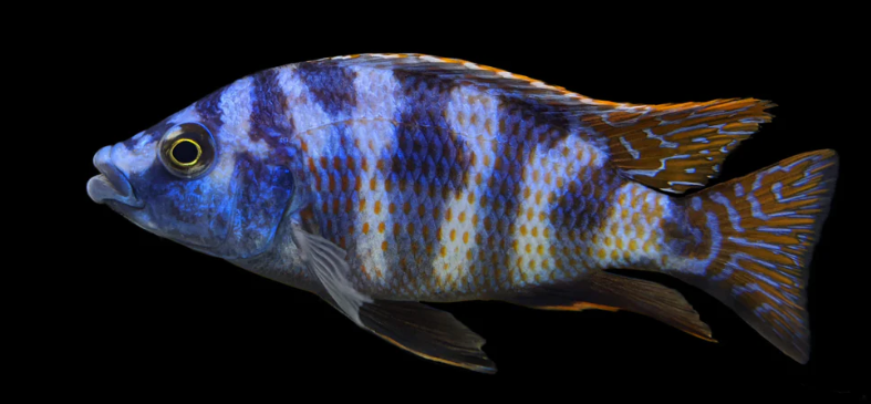 Live Fish African Cichlid Milimo Hap VC-10 (PLACIDOCHROMIS MILOMO) (CHD-138) U042