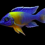 Live African Cichlid Yellow Shoulder/Bi Color Peacock (Aulonocara Maulana) (CHD-128) U024