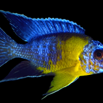Live African Cichlid Yellow Shoulder/Bi Color Peacock (Aulonocara Maulana) (CHD-128) U024