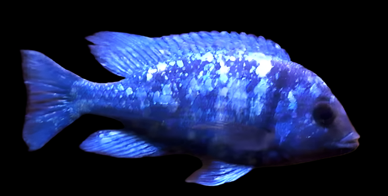 Live African Cichlid Star Sapphire (Placidochromis sp. Phenochilus Tanzania) (CHD-140) U019