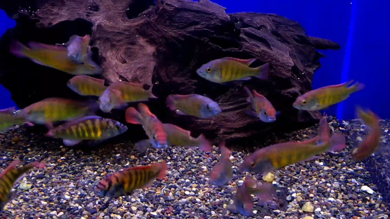 NYEREREI HAP (Haplochromis nyererei) (CHD-144)