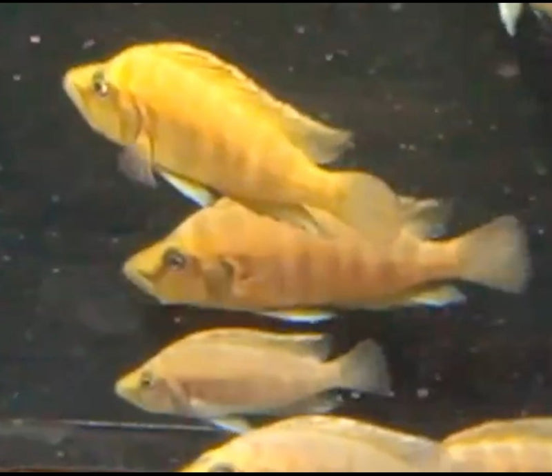 Altolamprologus compressiceps Chaitika Orange 2.00" (CHD-158)