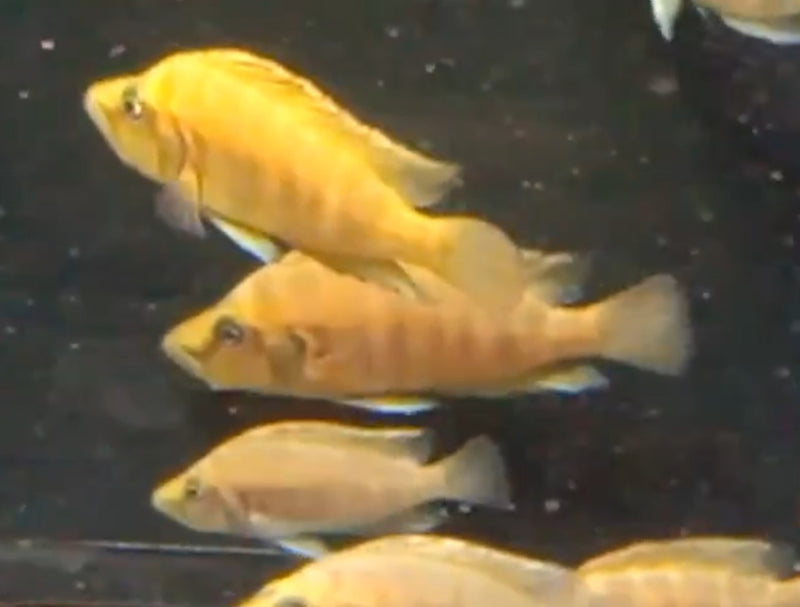 Altolamprologus compressiceps Chaitika Orange 2.00" (CHD-158)