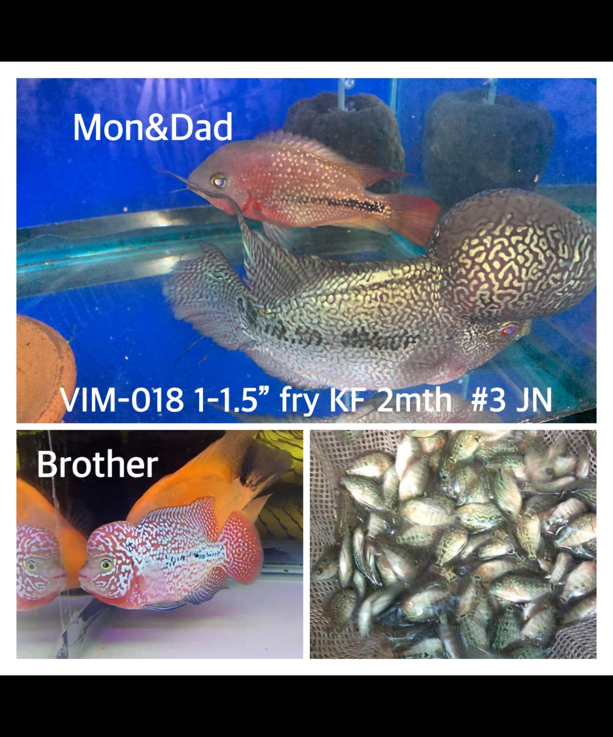(SxB-KF) Super Pearly Kamfa Fry Flowerhorn