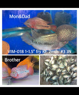 (SxB-KF) Super Pearly Kamfa Fry Flowerhorn