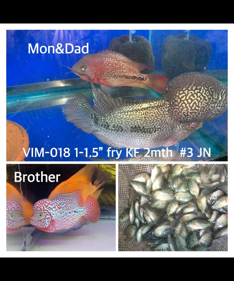 (SxB-KF) Super Pearly Kamfa Fry Flowerhorn