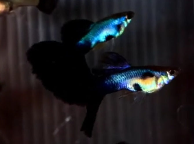 Live Fancy Guppy Fish Premium Quality Lazuri Big Black Tail (CGP-123)