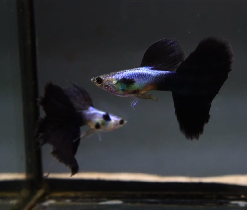 Live Fancy Guppy Fish Premium Quality Lazuri Big Black Tail (CGP-123)