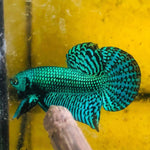 Green Alien Male Wild Betta Our Choice (CBM-1051)