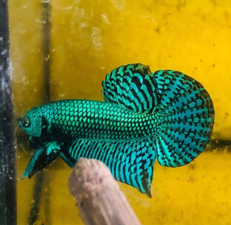 Green Alien Male Wild Betta (CBM-1051) BUY 4 GET 1 FREE MIX & MATCH