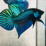 Green Mahachai Male Wild Betta Our Choice(CBM-1056)