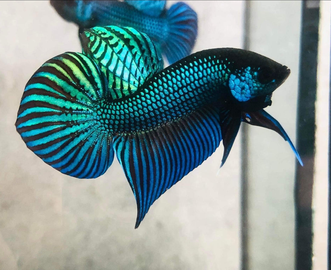 Green Mahachai Male Wild Betta Our Choice(CBM-1056)