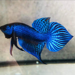 Steel Blue Mahachai Male Wild Betta Our Choice (CBM-1055)