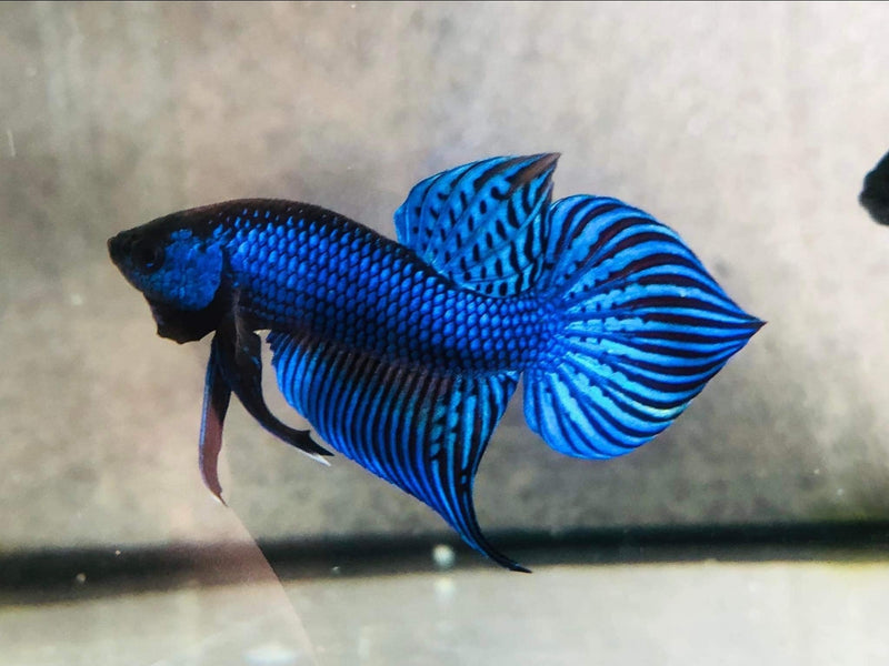 Steel Blue Mahachai Male Wild Betta (CBM-1055) BUY 4 GET 1 FREE MIX & MATCH