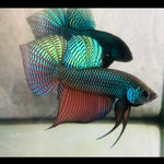 Green Smaragdina Male Wild Betta Our Choice (CBM-1059)