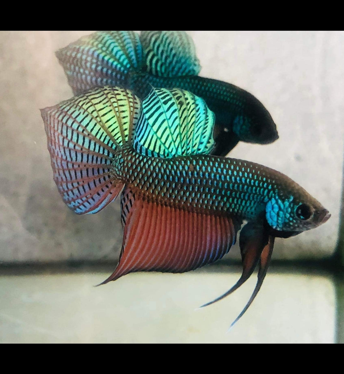 Green Smaragdina Male Wild Betta Our Choice (CBM-1059)
