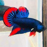 Blue Imbellis Red Tail Male Wild Betta Our Choice (CBM-1060)