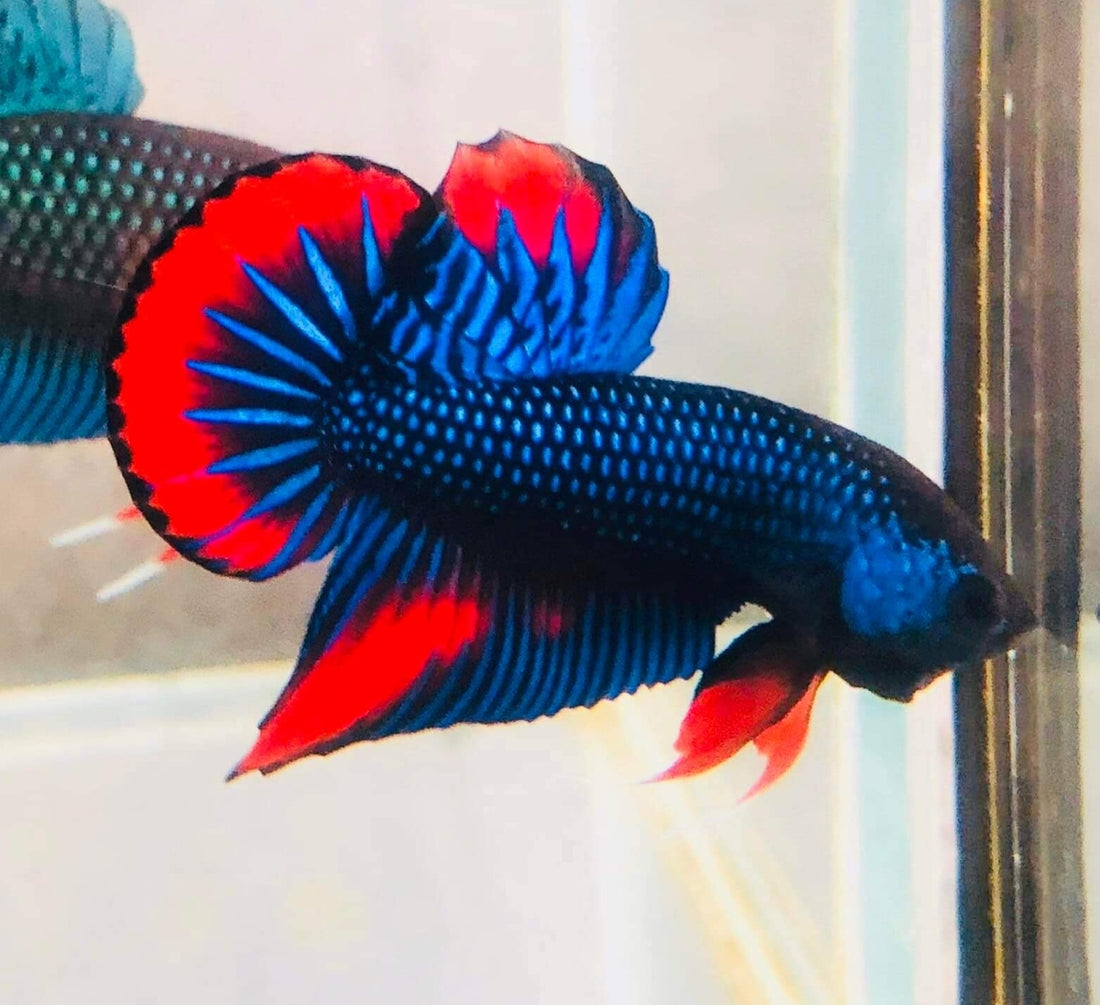 Blue Imbellis Red Tail Male Wild Betta Our Choice (CBM-1060)