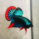 Green Imbellis Red Tail Male Wild Betta Our Choice (CBM-1064)