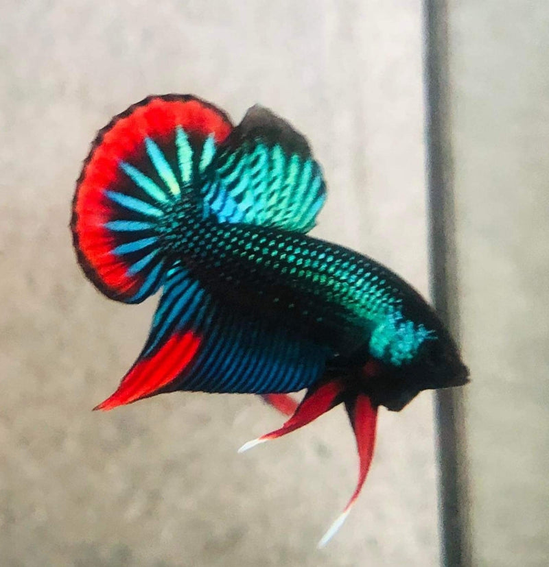 Green Imbellis Red Tail Male Wild Betta (CBM-1064)Our Choice BUY 4 GET 1 FREE MIX & MATCH