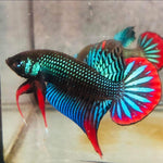 Green Imbellis Red Tail Male Wild Betta Our Choice (CBM-1064)