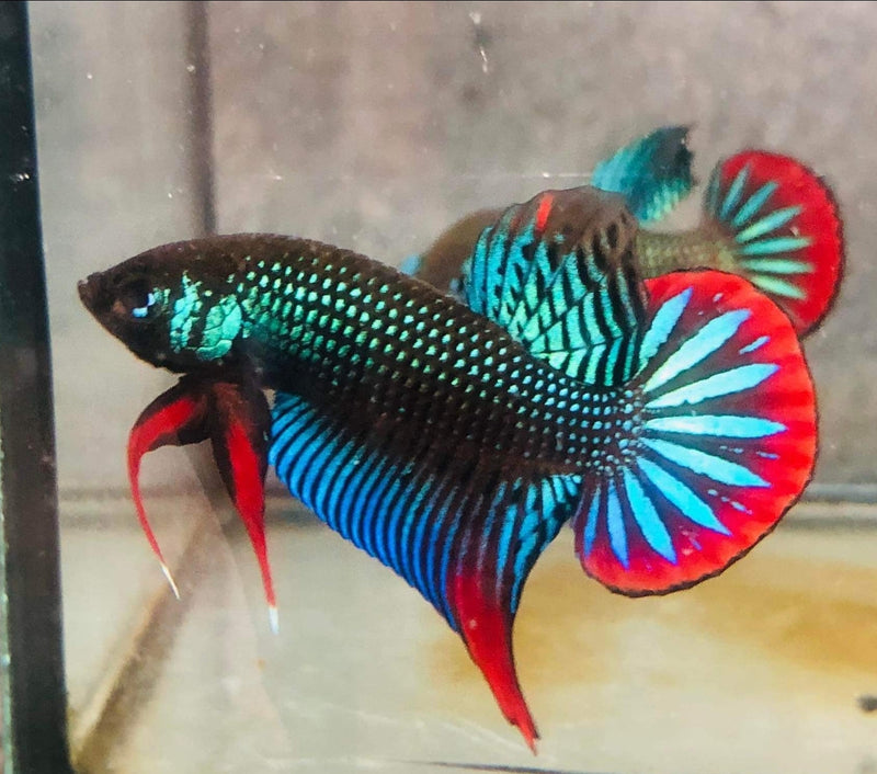 Green Imbellis Red Tail Male Wild Betta (CBM-1064)Our Choice BUY 4 GET 1 FREE MIX & MATCH
