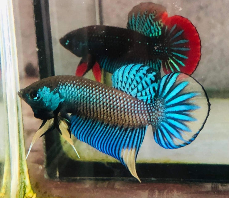 Live Wild Betta Male Green Skin Yellow Imbellis (CBM-1065)Our Choice BUY 4 GET 1 FREE MIX & MATCH