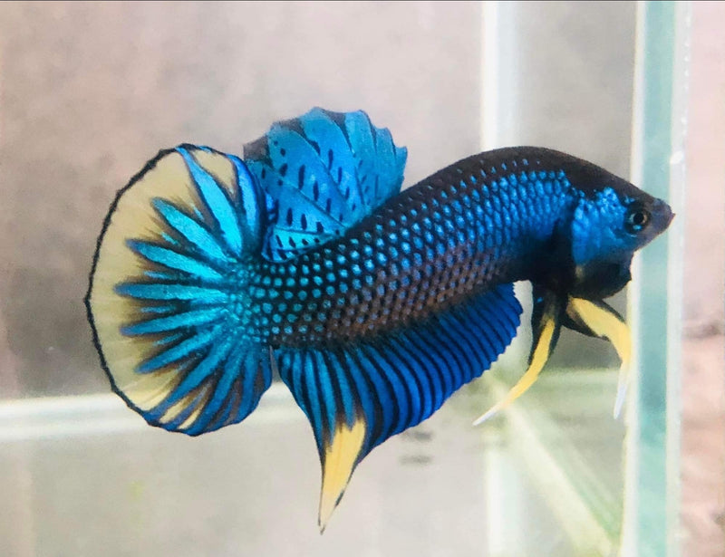 Blue Imbellis Yellow Tail Male Wild Betta (CBM-1061) BUY 4 GET 1 FREE MIX & MATCH