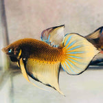 Yellow Splendens Male Wild Betta Our Choice (CBM-1054)