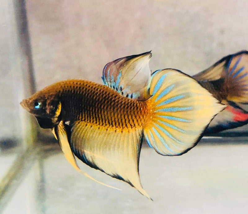 Yellow Splendens Male Wild Betta (CBM-1054) BUY 4 GET 1 FREE MIX & MATCH