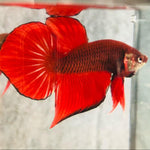 Red Splendens Male Wild Betta Our Choice (CBM-1053)